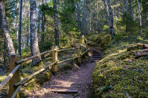 Houten Plankenpad Bos Wandelen Wilde Natuur Zomer Scene — Stockfoto