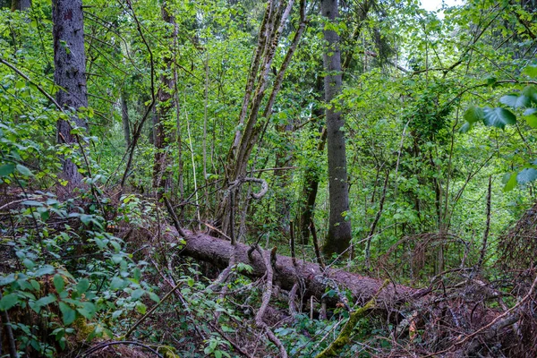 Chaotyczny Wiosenny Las Bujny Brudnymi Pniami Liśćmi Abstrakcyjne Tekstury Natury — Zdjęcie stockowe