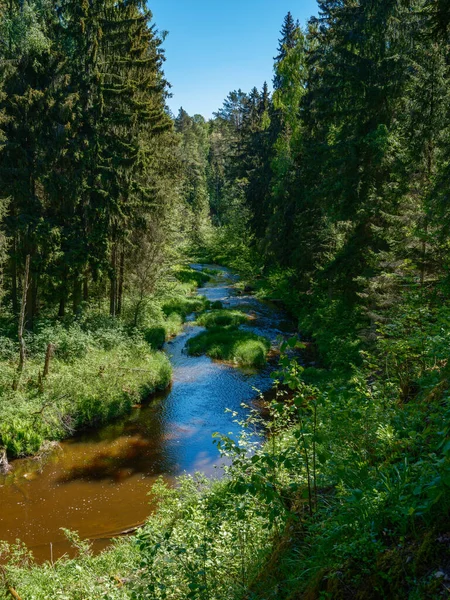 Krajina Lesní Řeka Létě Vysokou Trávou Listím Tmavě Hnědý Vodní — Stock fotografie