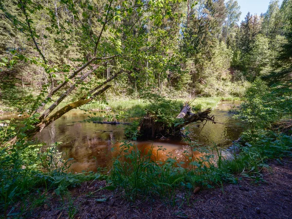 Landschaft Waldfluss Sommer Mit Hohem Gras Und Laub Dunkelbrauner Wasserstrom — Stockfoto