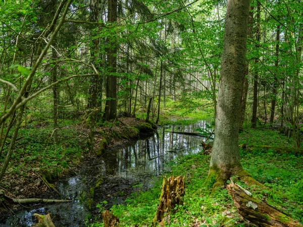Yazın Yüksek Çim Yapraklarla Dolu Kırsal Orman Nehri Taşlı Koyu — Stok fotoğraf