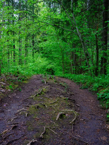 Étroit Sentier Randonnée Touristique Forêt Sentier Pour Les Aventures Nature — Photo