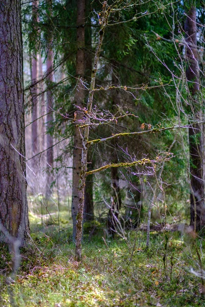 Bosque Primavera Caótico Exuberante Con Troncos Árboles Desordenados Poco Follaje —  Fotos de Stock