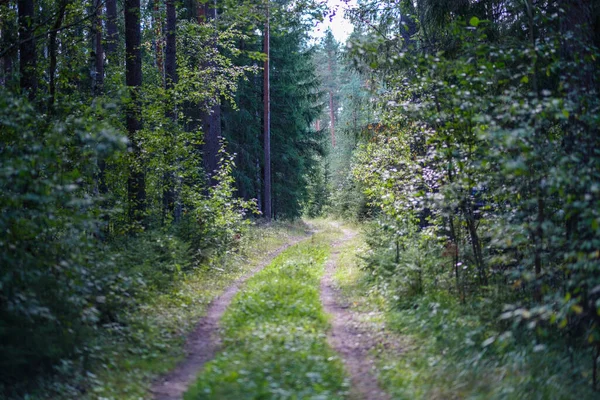 Smalle Toeristische Wandelweg Het Bos Voetpad Voor Natuuravonturen Het Wild — Stockfoto