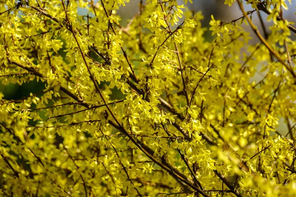 Wiejski Krzew Ogrodowy Kwitnący Żółtymi Kwiatami Wiosną — Zdjęcie stockowe