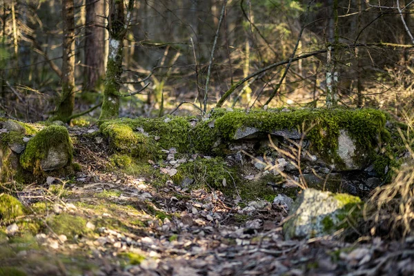 Bosque Primavera Caótico Exuberante Con Troncos Árboles Desordenados Poco Follaje —  Fotos de Stock