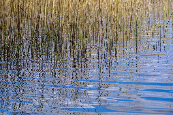 небольшой сельский пруд с травой и отражениями в воде летом