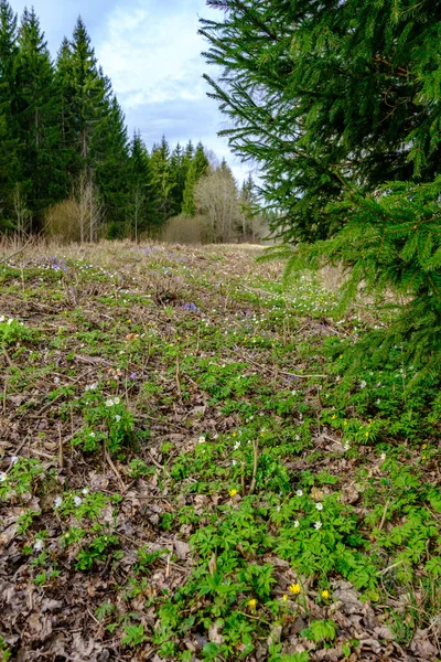 kaotik bahar ormanları dağınık ağaç gövdeleri ve yapraklarla doludur. Soyut doğa dokuları