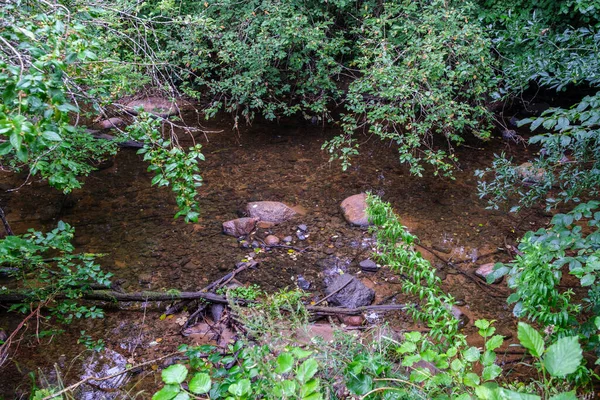 Rivière Forêt Rurale Été Avec Herbes Hautes Feuillage Ruisseau Eau — Photo