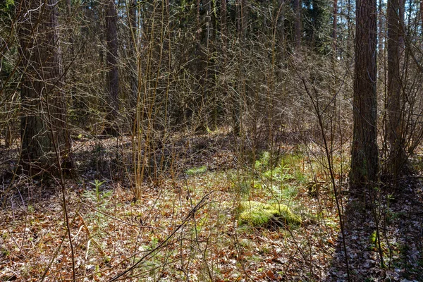 Chaotic Spring Forest Lush Messy Tree Trunks Some Foliage Abstract — Stock Photo, Image