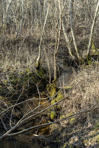 Forêt Printemps Chaotique Luxuriante Avec Troncs Arbres Salissants Peu Feuillage — Photo