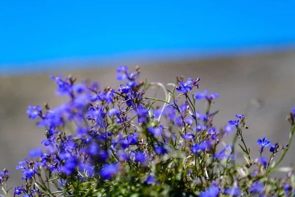 Flores Azules Especificadas Que Florecen Jardín Primavera Textura Naturaleza — Foto de Stock