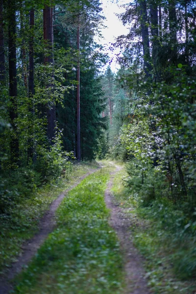 Trilha Caminhadas Turísticas Estreitas Floresta Caminho Para Aventuras Natureza Para — Fotografia de Stock