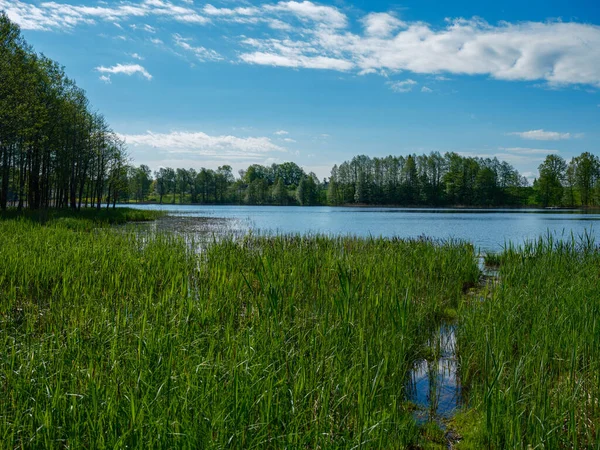 Dřevěná Prkenná Stezka Lese Pro Pěší Turistiku Divoké Přírodě Letní — Stock fotografie