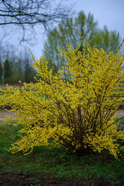 country garden bush blooming with yellow flowers in spring