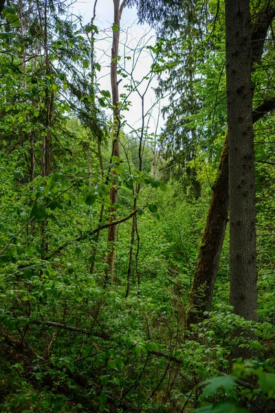 Floresta Caótica Primavera Exuberante Com Troncos Árvores Bagunçadas Alguma Folhagem — Fotografia de Stock