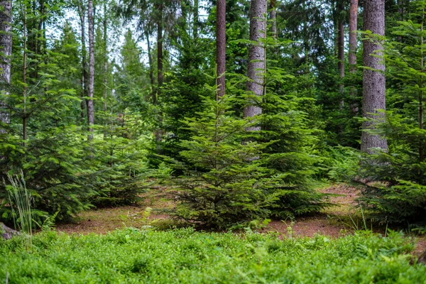 Chaotische Lente Bos Weelderig Met Rommelige Boomstammen Wat Gebladerte Abstracte — Stockfoto