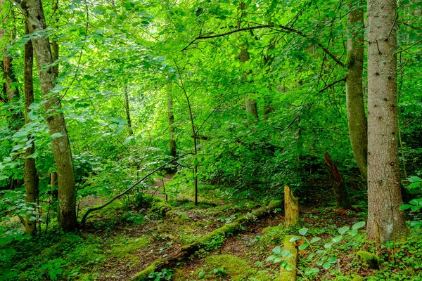 Kaotikus Tavaszi Erdő Buja Koszos Fatörzsekkel Némi Lombozattal Elvont Természet — Stock Fotó