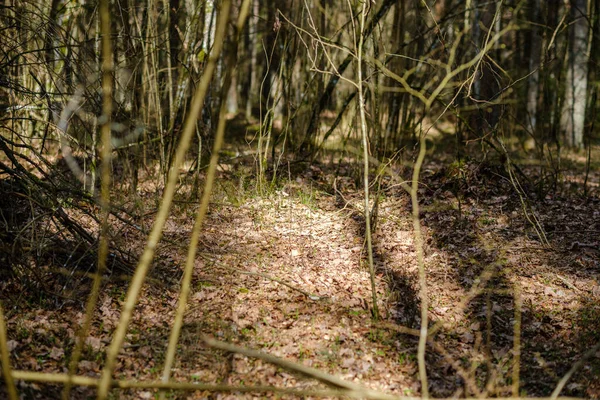 Chaotický Jarní Les Svěží Nepořádnými Kmeny Stromů Trochu Listoví Abstraktní — Stock fotografie