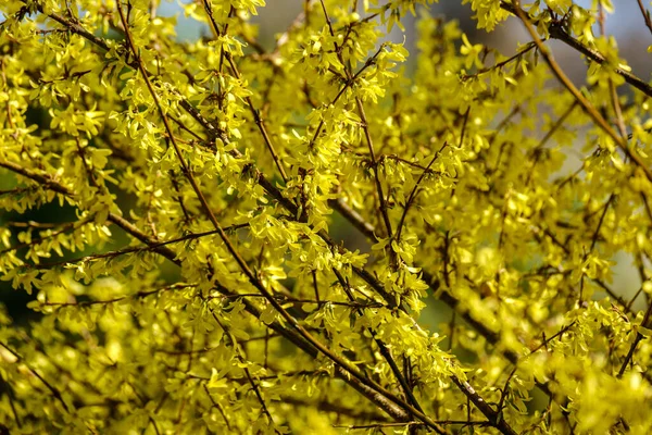 country garden bush blooming with yellow flowers in spring