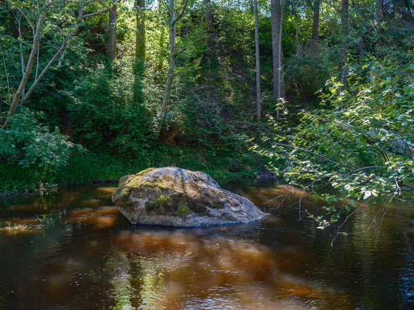 Fiume Foresta Campagna Estate Con Erba Alta Fogliame Ruscello Acqua — Foto Stock