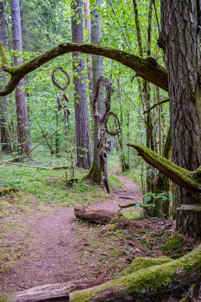 Chaotischen Frühlingswald Üppig Mit Chaotischen Baumstämmen Und Etwas Laub Abstrakte — Stockfoto