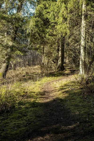 Kaotiska Vårskogen Frodig Med Röriga Trädstammar Och Lite Bladverk Abstrakta — Stockfoto
