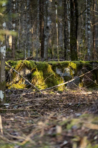 Forêt Printemps Chaotique Luxuriante Avec Troncs Arbres Salissants Peu Feuillage — Photo