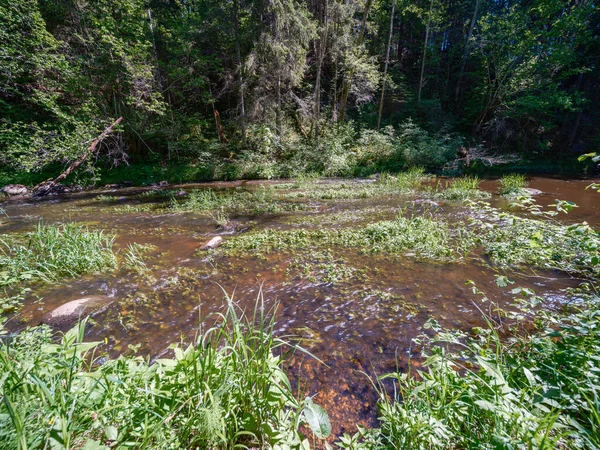 Río Bosque Rural Verano Con Hierba Alta Follaje Arroyo Agua — Foto de Stock