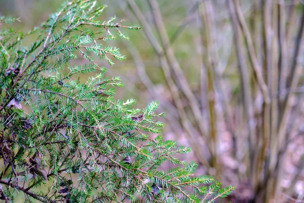 Bosque Primavera Caótico Exuberante Con Troncos Árboles Desordenados Poco Follaje —  Fotos de Stock