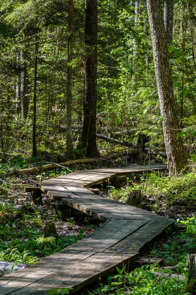 Sentiero Pedonale Legno Nella Foresta Escursioni Nella Natura Selvaggia Scena — Foto Stock