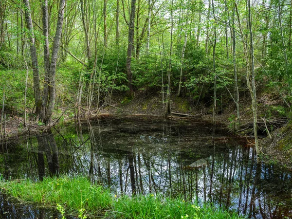 Landsbygd Skog Flod Sommaren Med Högt Gräs Och Lövverk Mörkbrun — Stockfoto