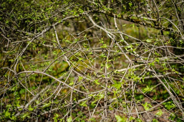 Floresta Caótica Primavera Exuberante Com Troncos Árvores Bagunçadas Alguma Folhagem — Fotografia de Stock