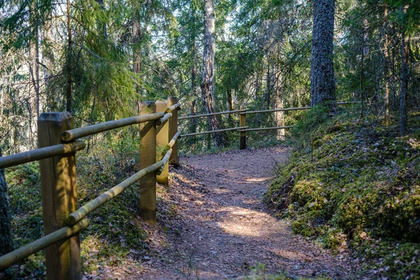 自然の中でのハイキングのための森の中の木製の板の歩道 夏のシーン — ストック写真