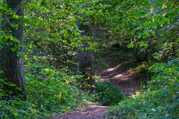 Narrow Tourist Hiking Trail Forest Footpath Nature Adventures Wild — Stock Photo, Image