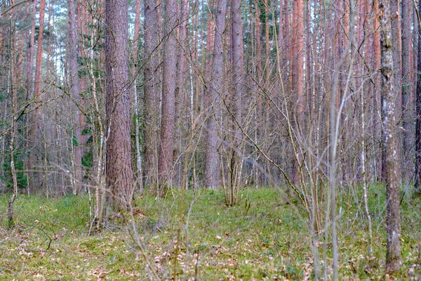 Chaotic Spring Forest Lush Messy Tree Trunks Some Foliage Abstract — Stock Photo, Image