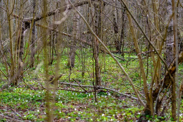 雑木の幹やいくつかの葉で豊かな混沌とした春の森 抽象的な自然界の — ストック写真