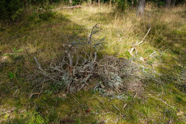 Абстрактная Текстура Сухой Травы Природе Весной Низкий Угол Выстрела — стоковое фото