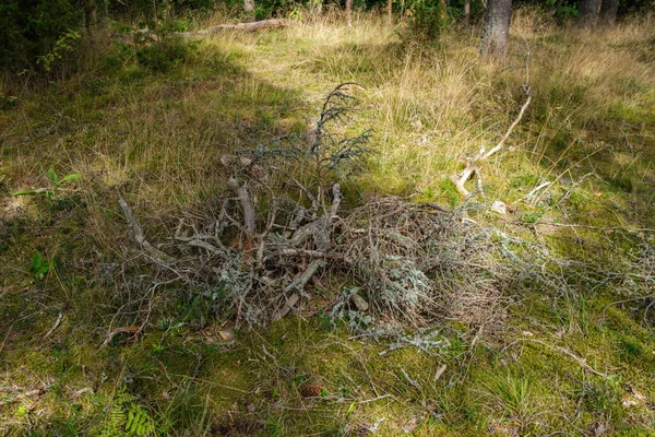 Astratto Tessitura Erba Secca Primavera Natura Basso Angolo Tiro — Foto Stock