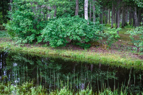 Kleine Landelijke Vijver Met Gras Reflecties Het Water Zomer — Stockfoto