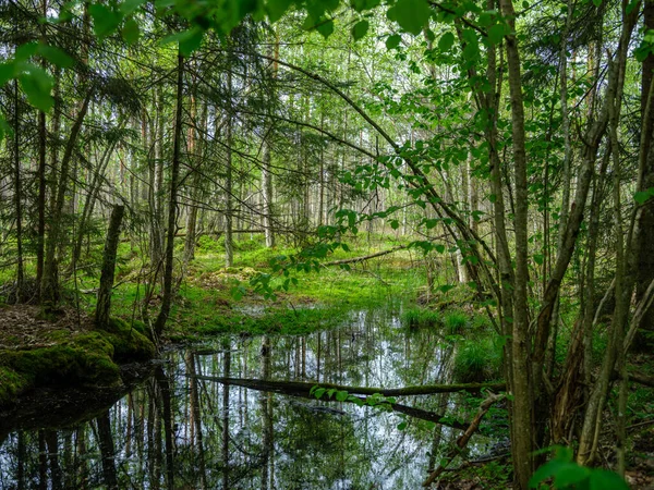高い草や葉を持つ夏の田舎の森の川 黒い茶色の水が流れ — ストック写真