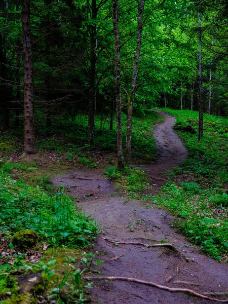 Étroit Sentier Randonnée Touristique Forêt Sentier Pour Les Aventures Nature — Photo