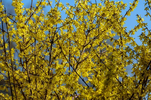Wiejski Krzew Ogrodowy Kwitnący Żółtymi Kwiatami Wiosną — Zdjęcie stockowe