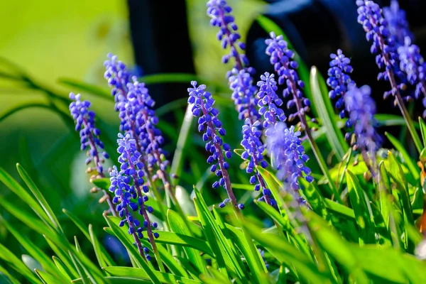 Ospecificerade Blå Blommor Blommar Vår Trädgård Naturens Struktur — Stockfoto