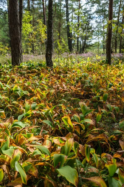 Astratto Tessitura Erba Secca Primavera Natura Basso Angolo Tiro — Foto Stock