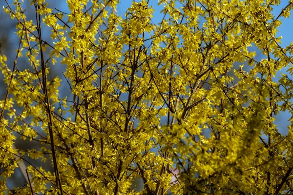 country garden bush blooming with yellow flowers in spring