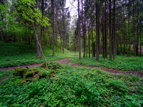 Smal Turist Vandringsled Skogen Vandringsled För Naturäventyr Naturen — Stockfoto