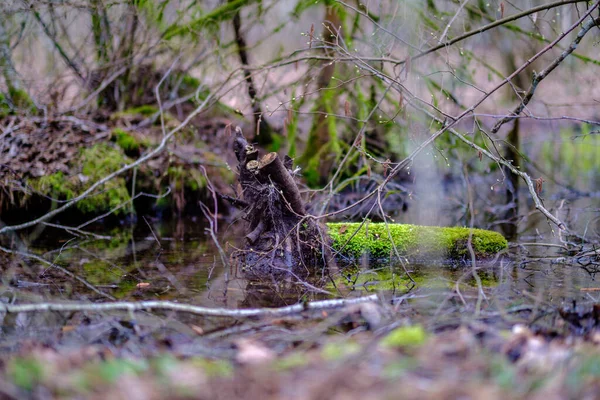 Forêt Printemps Chaotique Luxuriante Avec Troncs Arbres Salissants Peu Feuillage — Photo