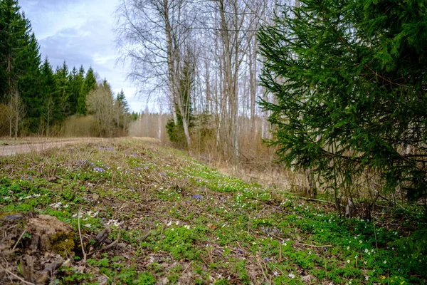 Chaotický Jarní Les Svěží Nepořádnými Kmeny Stromů Trochu Listoví Abstraktní — Stock fotografie