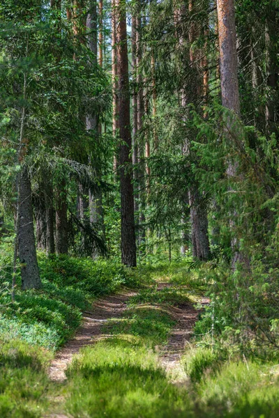 Χαοτικό Δάσος Πηγής Πλούσιο Βρώμικο Κορμούς Δέντρων Και Κάποια Φυλλώματα — Φωτογραφία Αρχείου
